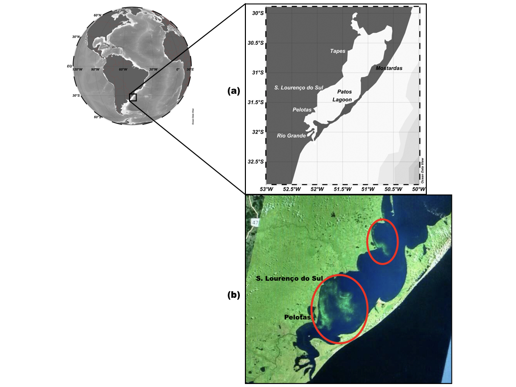 Map of the study area showing (a) cities at the west margin of the Patos Lagoon system, where patches (two red ellipses) of Microcystis spp. have been notified; (b) patches of Microcystis spp. (inside of red circle) seen on 02 February 2017, retrieved from Landsat-8 Enhanced Thematic Map plus (ETM+; https://eros.usgs.gov/satellite-imagery)